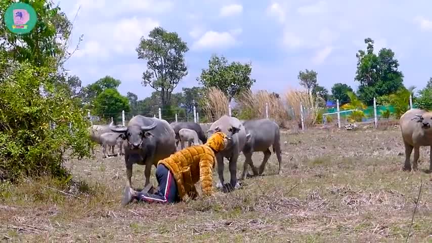 Fake tiger look prank the buffalu😂😂