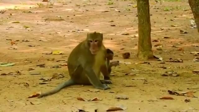 أم القرد تسحب طفلها من ذيله Monkey mother drags her baby by the tail