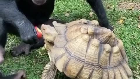 Sharing fruits for Three Animal