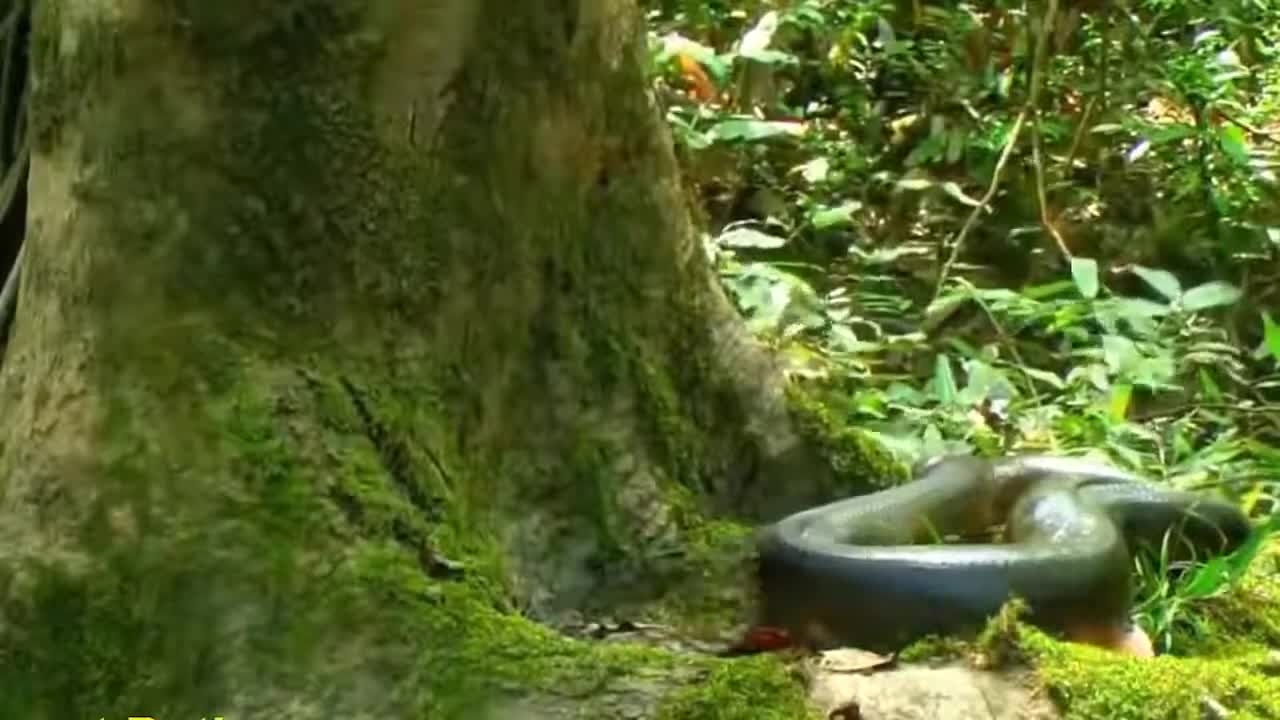 Amazon forest Anaconda World's longest snake 2021