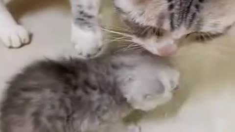 videos of cats playing