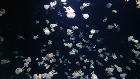 Jellyfish