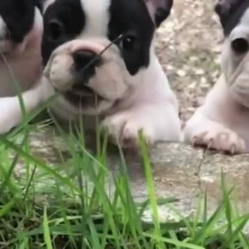 Sibling puppies