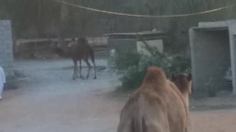 Arabic camel