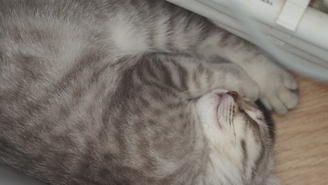 Cat sleepштп