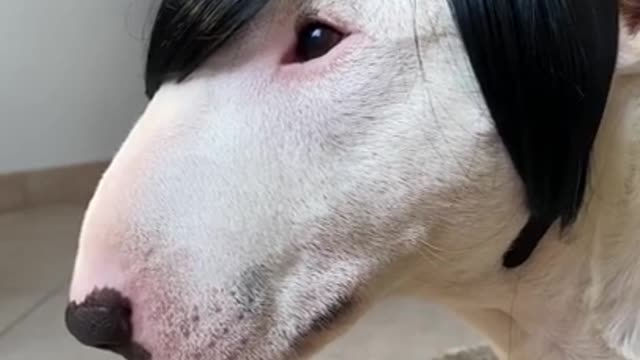 Ultimate Dog Funny Video