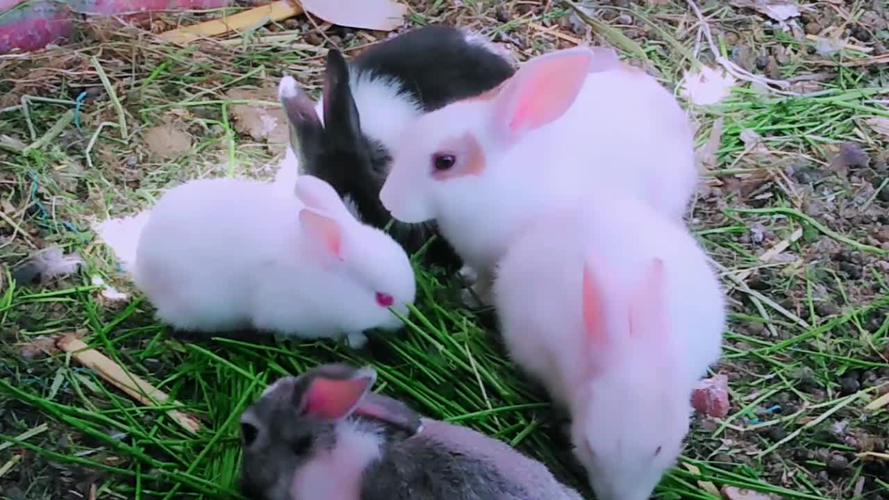 Cute Bunny Farm