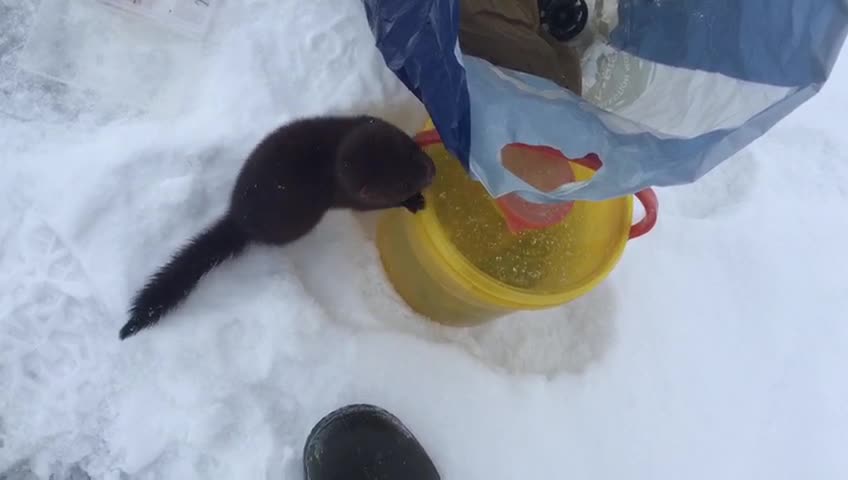 Mink in Siberia