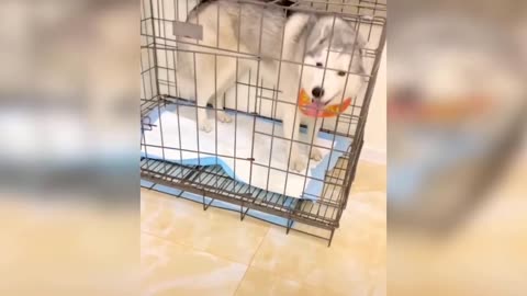 Dog Reaction to Cutting Cake - Funny Dog Cake Reaction Compilation | Pets House