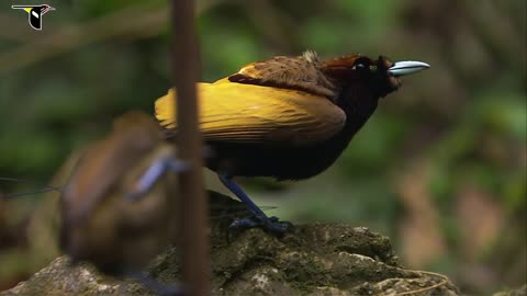 Birds-of-Paradise Project Introduction