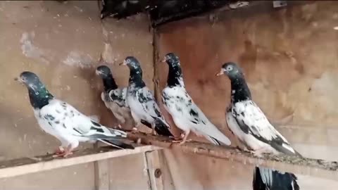 Tadey beautiful chicks