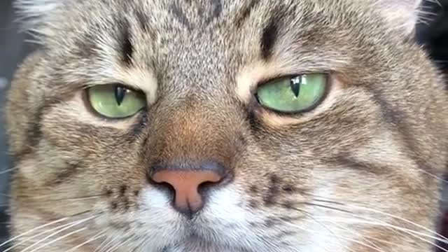 Wow, that is a judgy face! Lol | cat o the day | cat universe | cat world