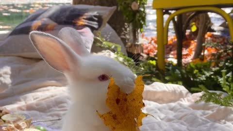 Cute bunny eating dry grass