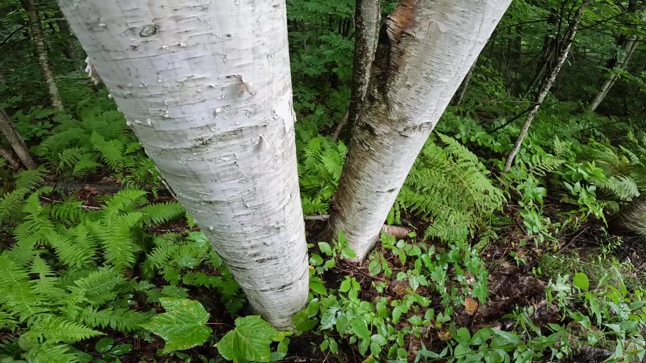 White Birch