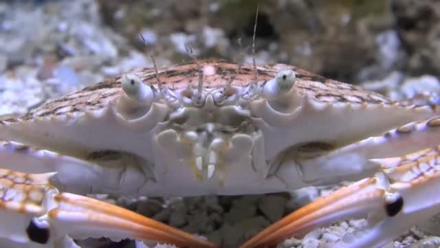 american crab eating plankton with divers