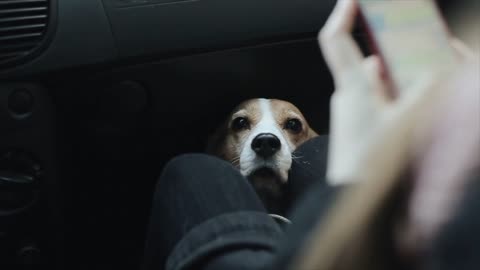 Dog in car laying his head woman on her knees