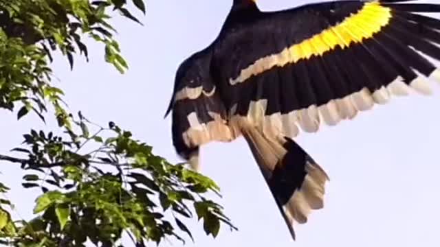 Two horns hornbills