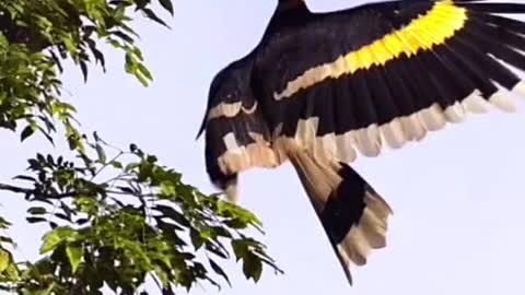 Two horns hornbills