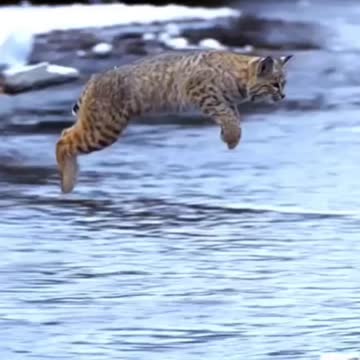 Tiger Pub Jump | Viral Animals Video Clip | Funny Animals YouTube #Shorts