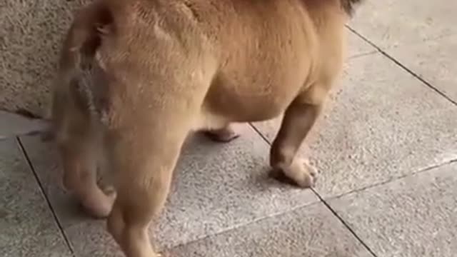 Funny dog video🤣/#shorts