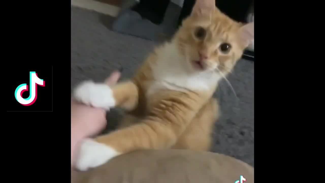 Funny tiktok cats video