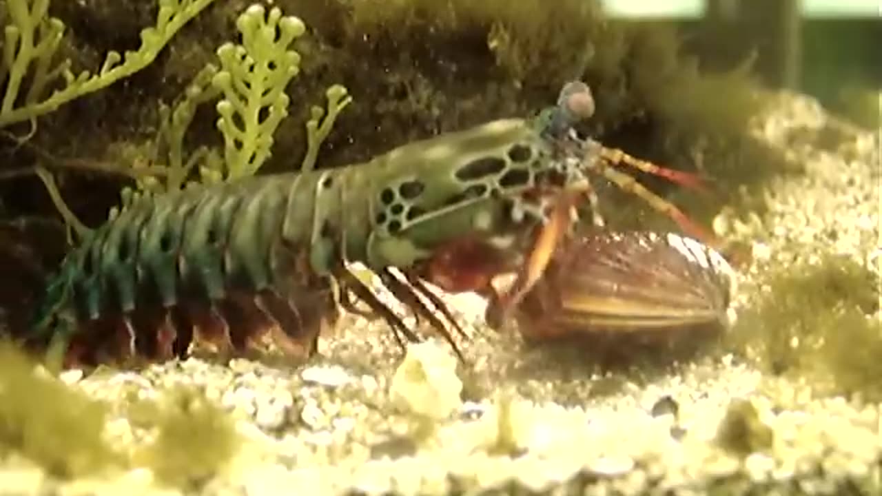 Mantis Shrimp Destroys Clam