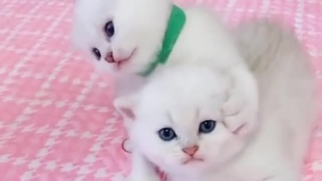 Adorable cute white kitten 😍😂🤣