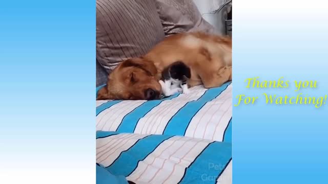 I heart pets 15