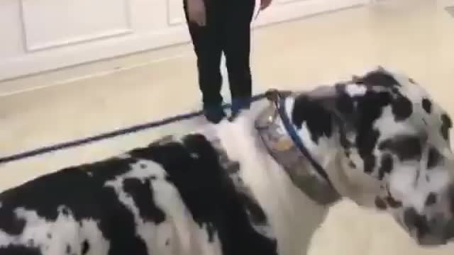 Best Funny Animal Videos 2022 😺 Funny The Great Dane Dog Videos 😁 Funniest Dog Videos 😁😇