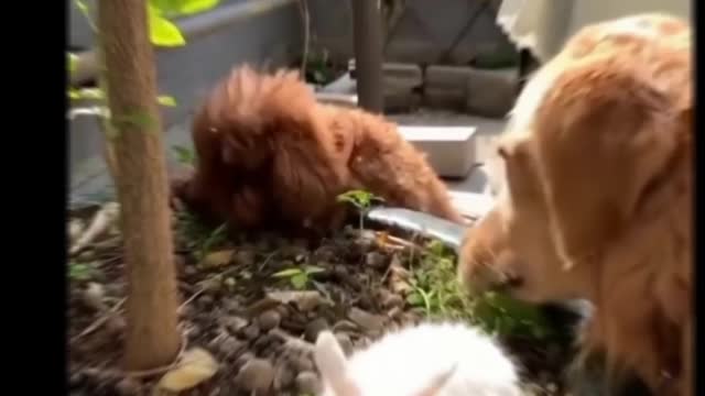 Funny Animal Videos 2022 π - Funniest Cats And Dogs Videos πΊπ #15