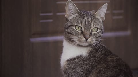 A cat sitting and staring around in the house