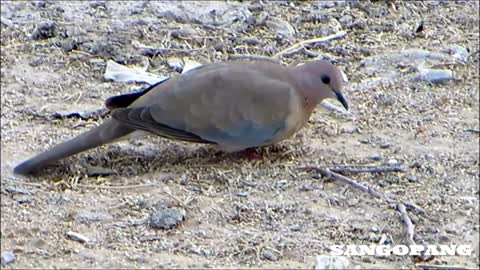 Collared dove video