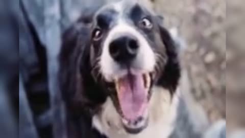 Dog singing funny song fun vedio.
