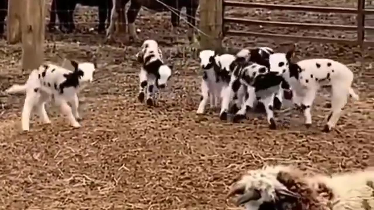 Funny animal