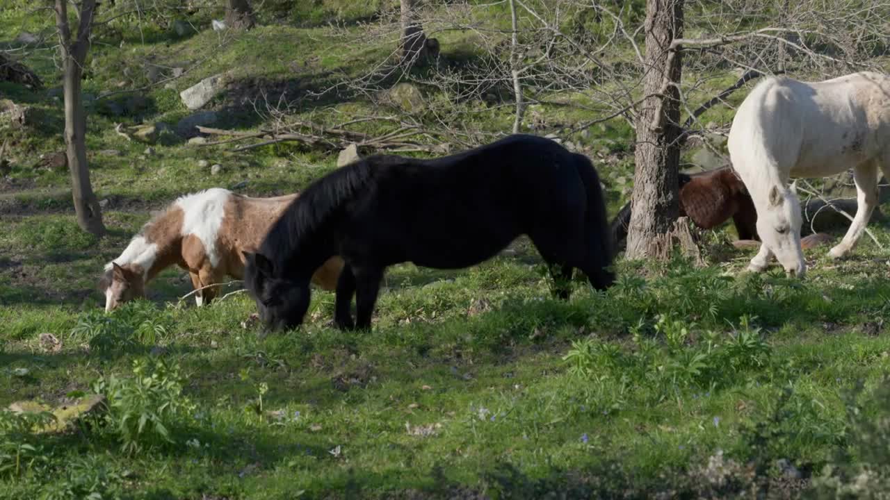 Close-up of wild horses grazing in a forest in the Italian Alps