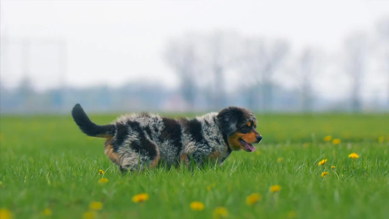 Adorable Puppies Running And Playing Together Baby Dog