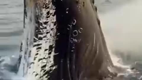 look it's a big fish Some people are looking for Badi Well
