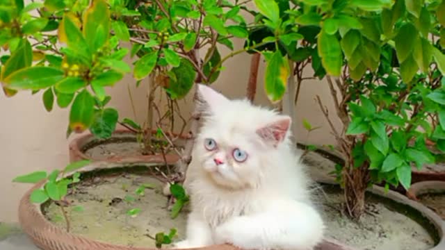 cat video-cute cat video #shorts #beautiful #animal #sweet