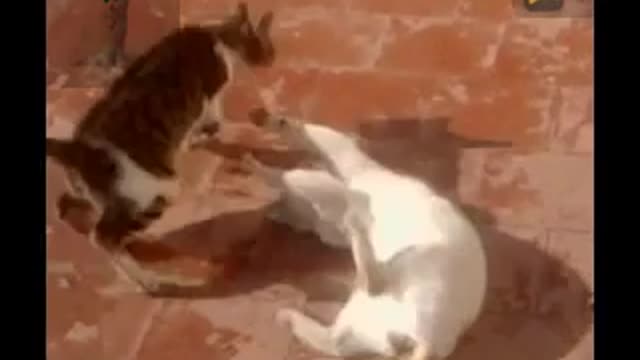 cat wrestling