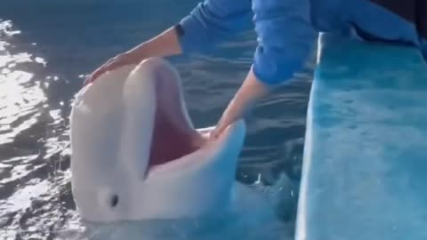 Dolphin funny video