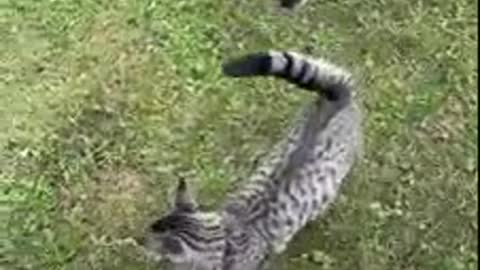 Cat can't stop massaging his favorite pigs