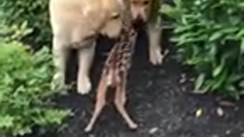 Funny dog 🐶