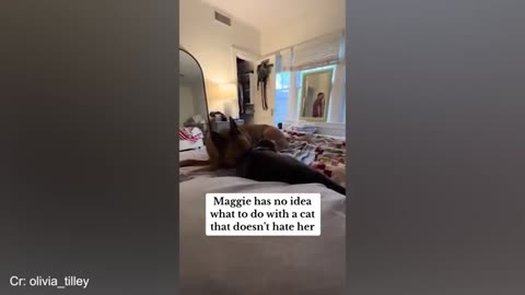 The Funniest Animal Videos 2024 😁Funny Dogs and Cats Make You Unable To Stop Laughing