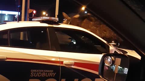 Moose Jumps on Cop Car