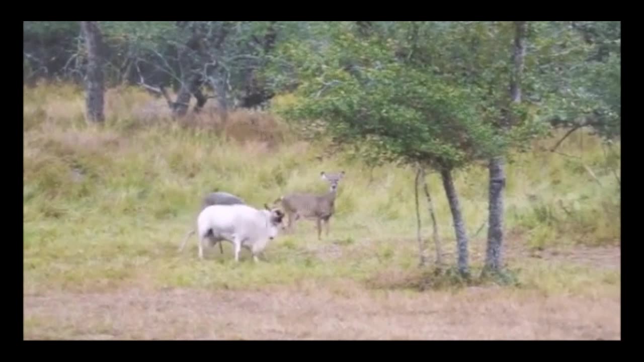 Animals that have studied martial arts