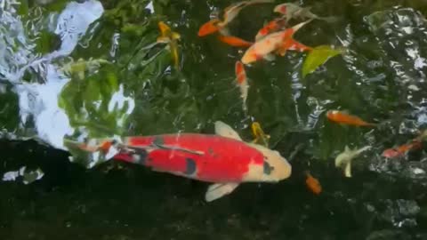 Koi Fish