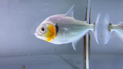 Ornamental fish