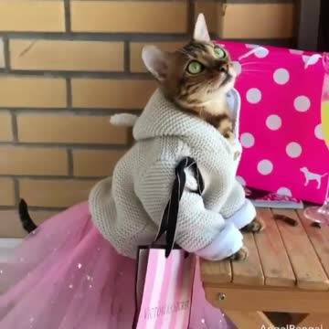 Cute little cat waering jacket