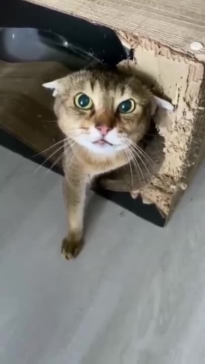 My Cats angry Very seriously Case