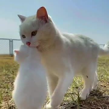 Cute cat what a pity cat mother love no limit